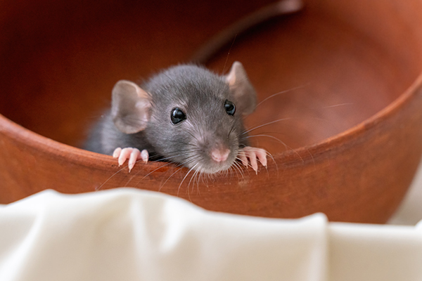 A Mouse in Your House!
