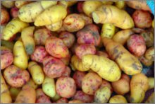 oca